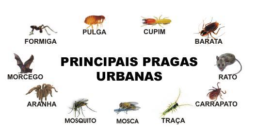 principais pragas urbanas